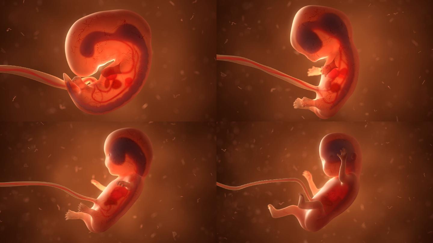 人体胚胎