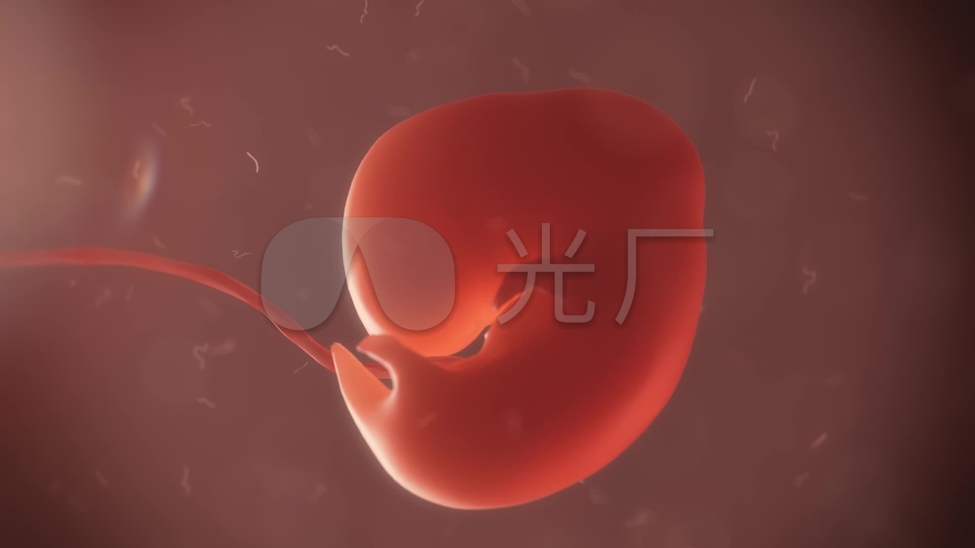 胚胎发育过程图详解