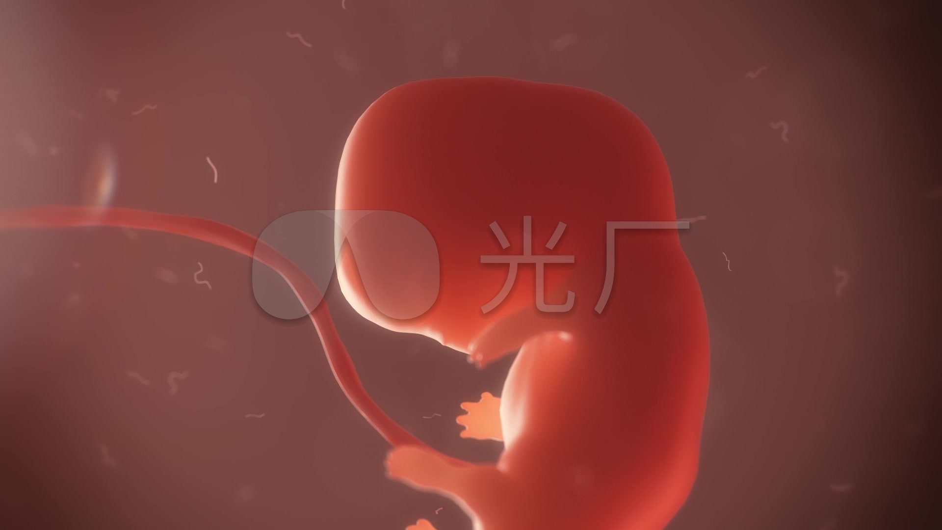 胚胎素材-胚胎图片-胚胎素材图片下载-觅知网