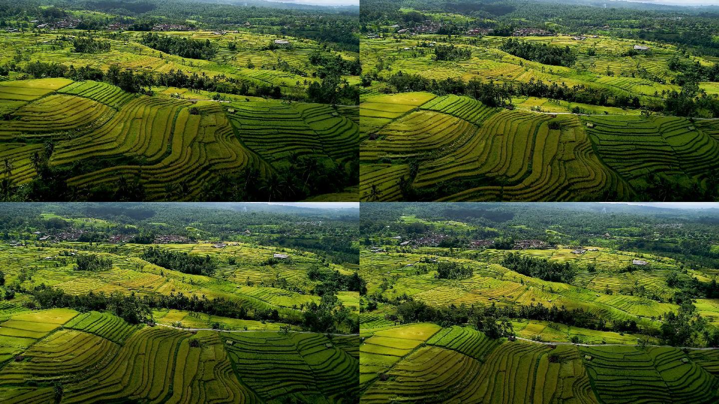 巴厘岛美丽的稻田