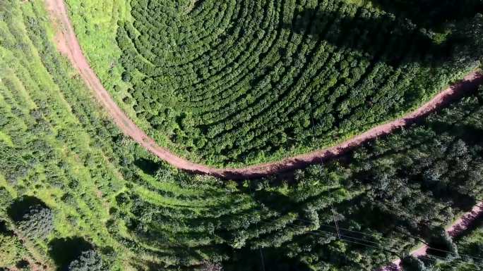 云南普洱茶古茶园