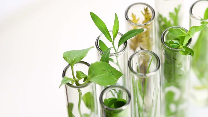 绿色新鲜植物在玻璃试管里