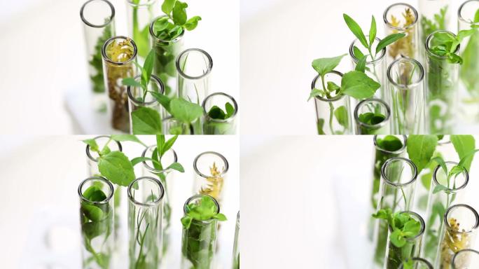 绿色新鲜植物在玻璃试管里