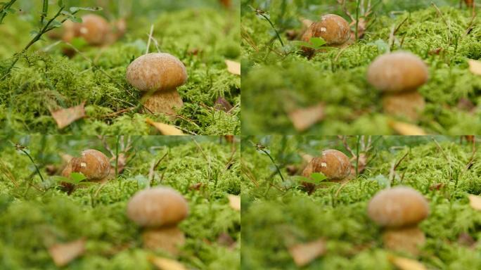 两个蘑菇生长在森林里。美味牛肝菌