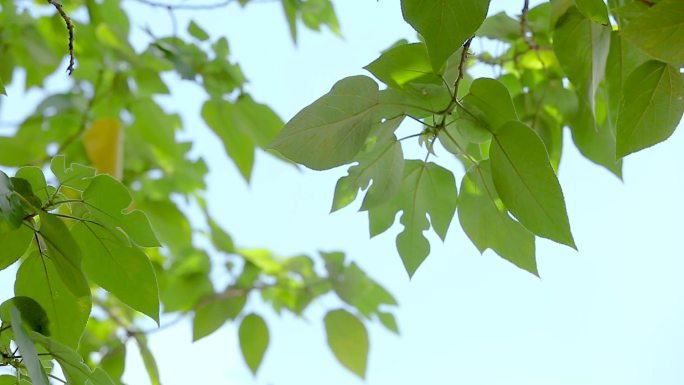 小清新夏天的味道