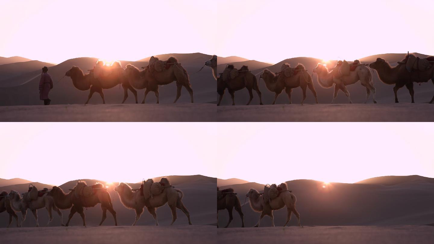 骆驼在沙漠中通过