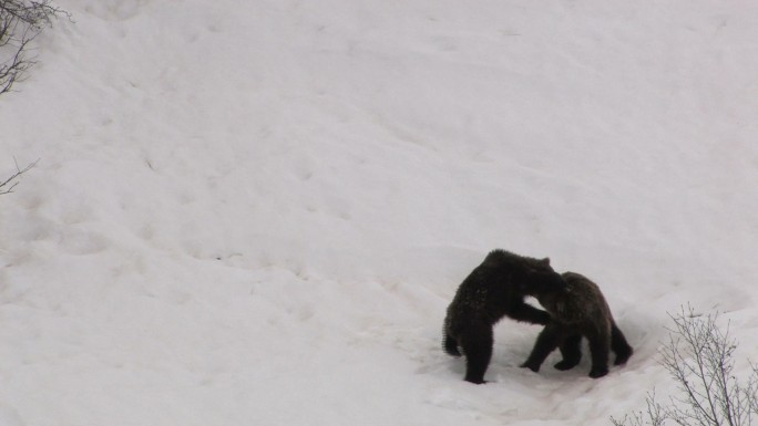 两只棕熊在打架