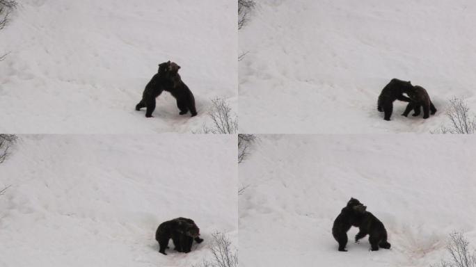 两只棕熊在打架