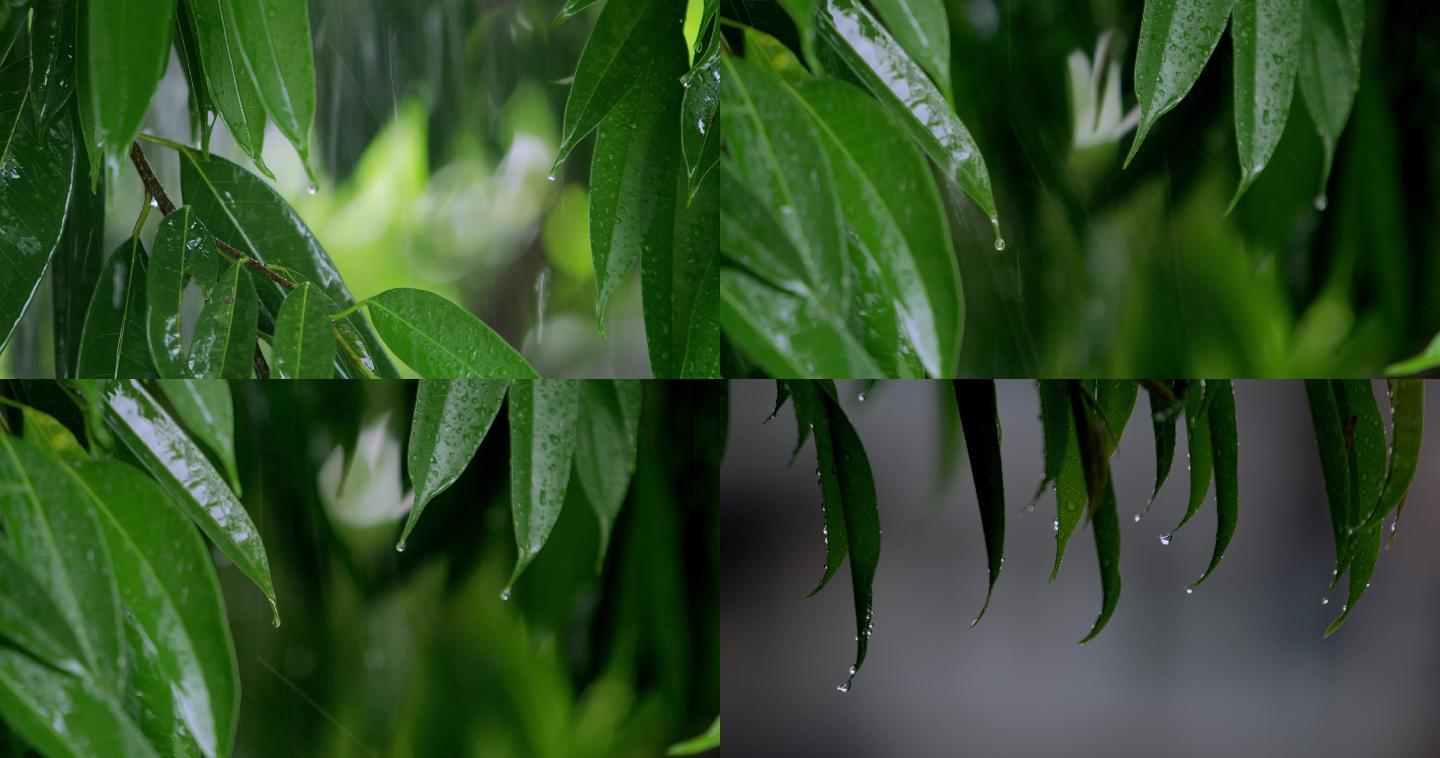 下雨天，打在树叶上的雨水