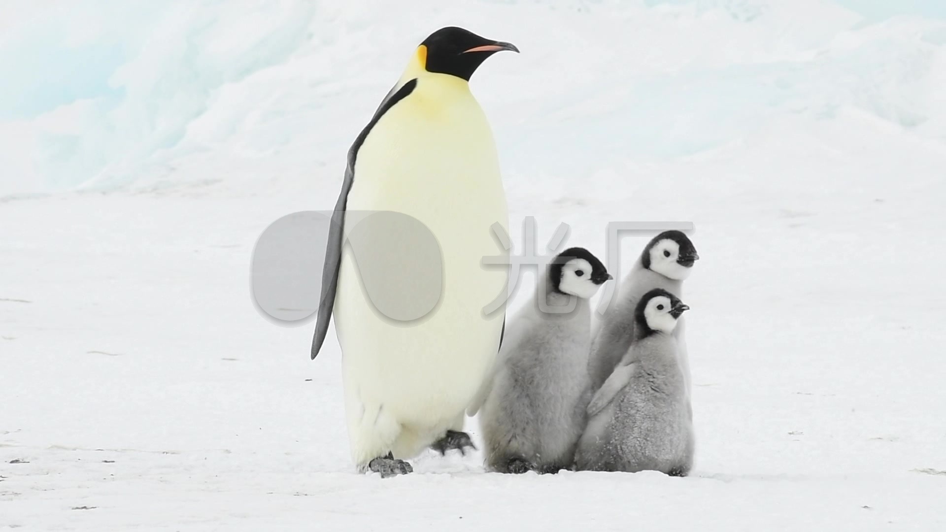 两只企鹅高清图片-千叶网