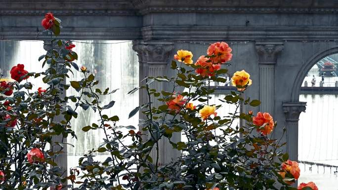 玫瑰园中的五彩玫瑰