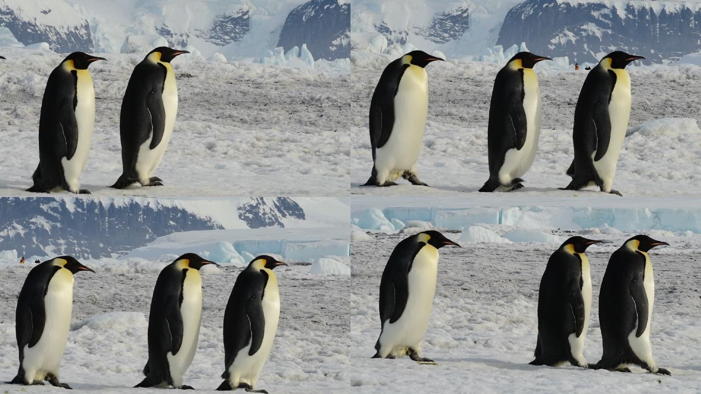 南极洲雪山的企鹅