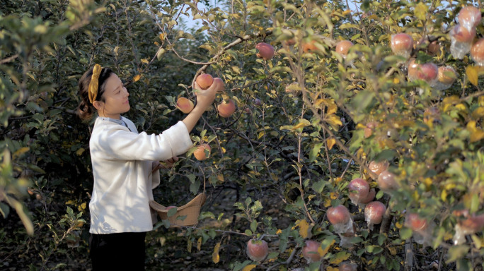 美女摘苹果苹果自摘园果园果树