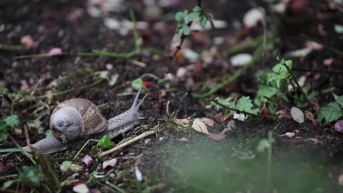 在自然界中爬行的蜗牛