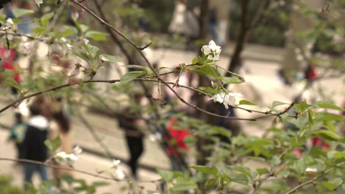 武汉大学樱花早樱大学春天