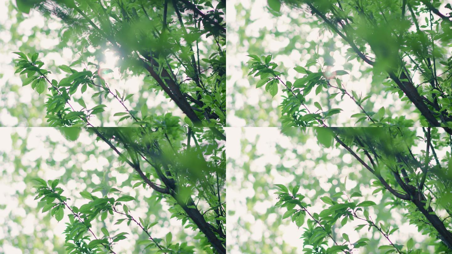 阳光透过树叶4K