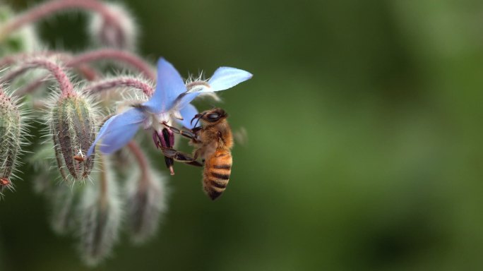 蜜蜂正在采蜜