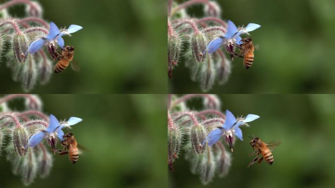 蜜蜂正在采蜜