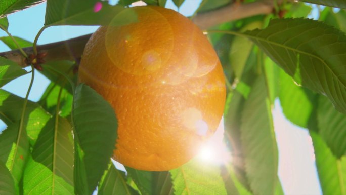 一缕阳光透过树枝的橘子