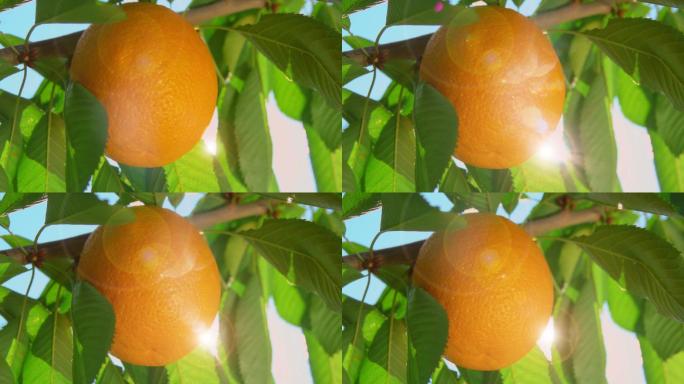 一缕阳光透过树枝的橘子
