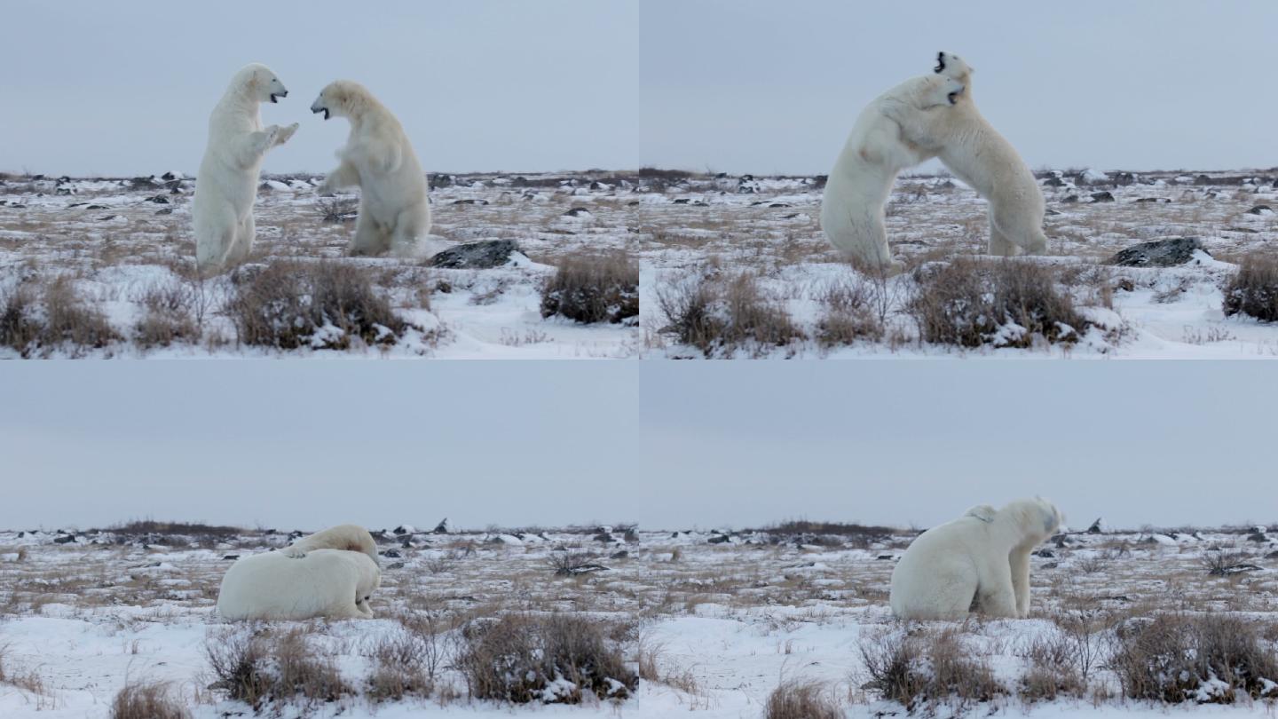 北极熊在雪地上玩