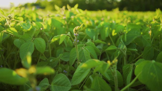 大豆种植园中的大豆苗们