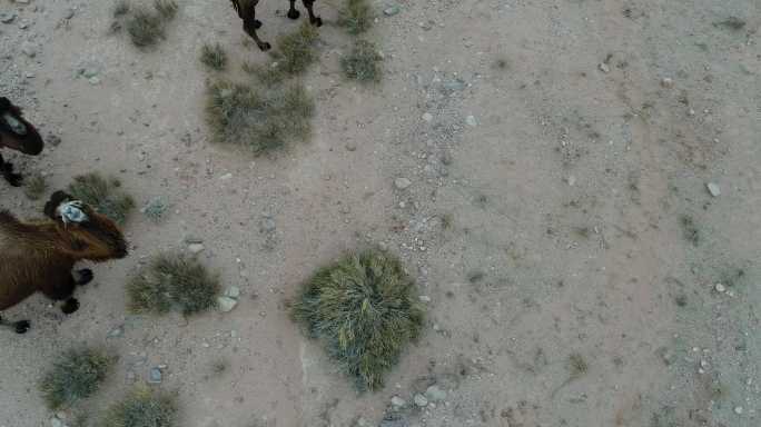 新疆阿克苏地区骆驼 戈壁沙漠和绿洲棉田