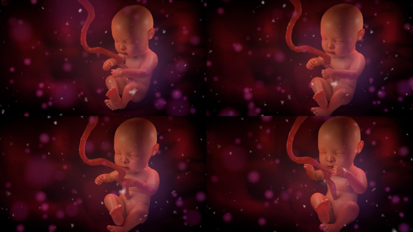 人类婴儿在母亲子宫内动画