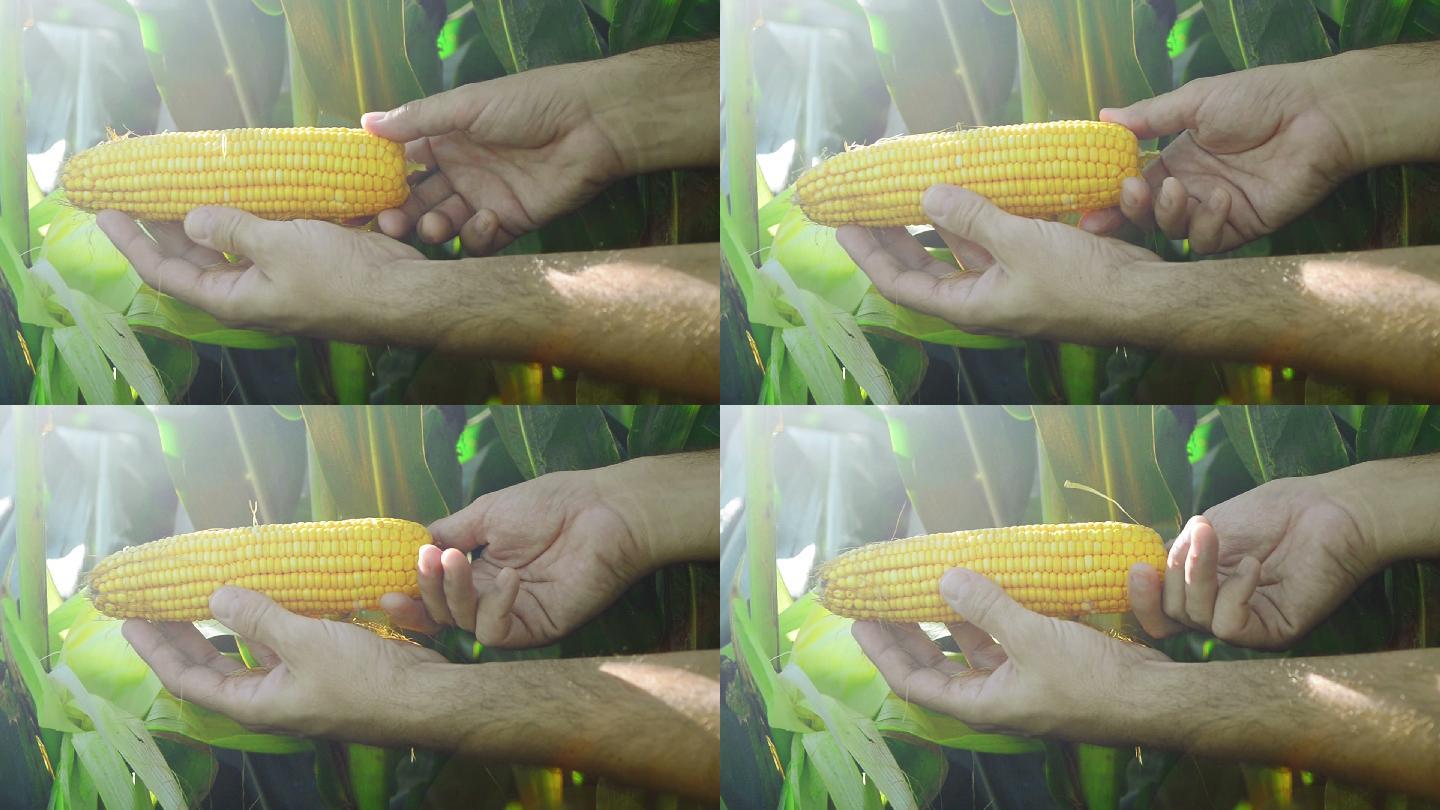 检查农业玉米的农民.