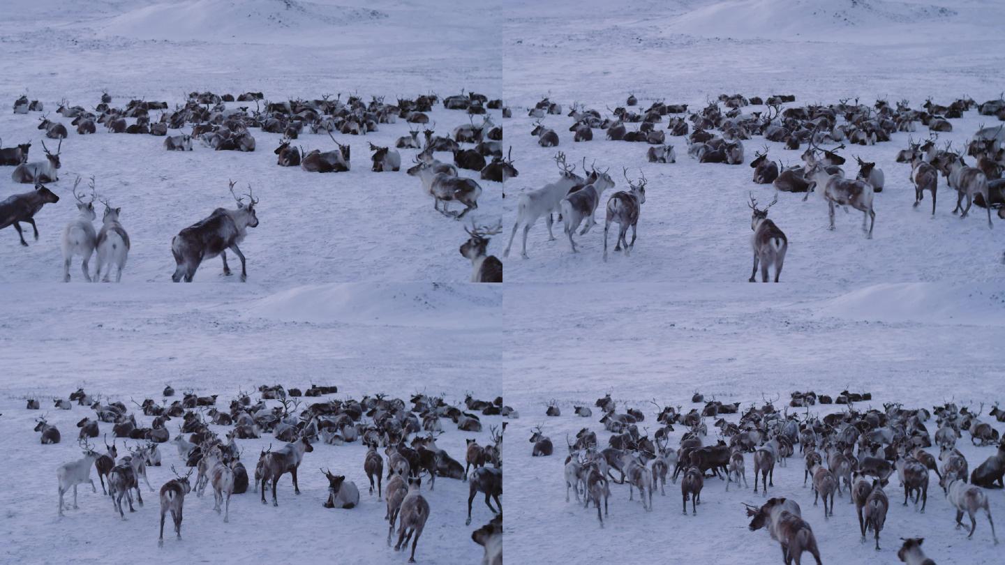 一群美丽的驯鹿在茫茫雪原上行走