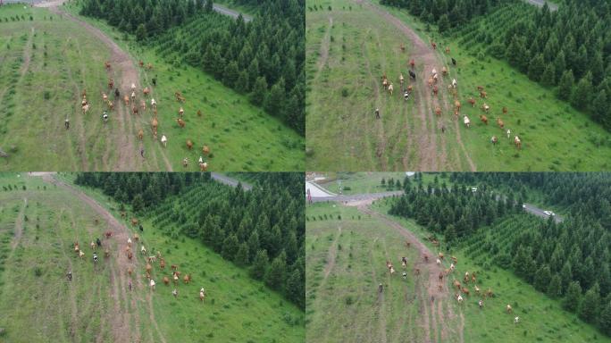 航拍张家口张北草原天路