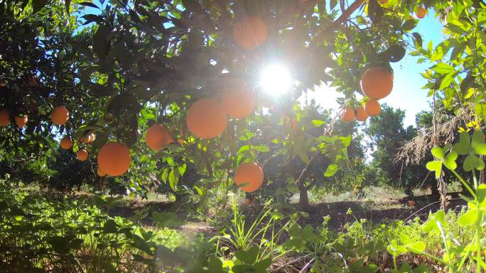 一片橘子林