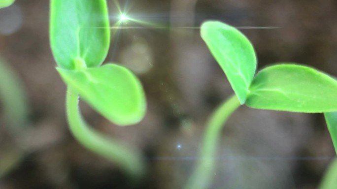 黄瓜小植物生长