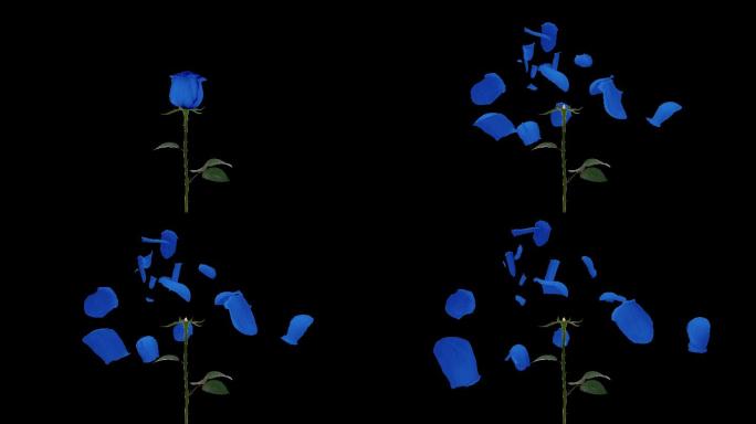原创蓝色玫瑰花瓣爆开落下带通道