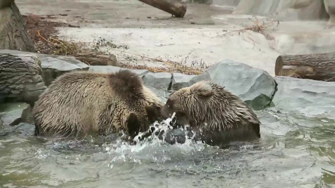 两个棕色的熊，在动物园玩