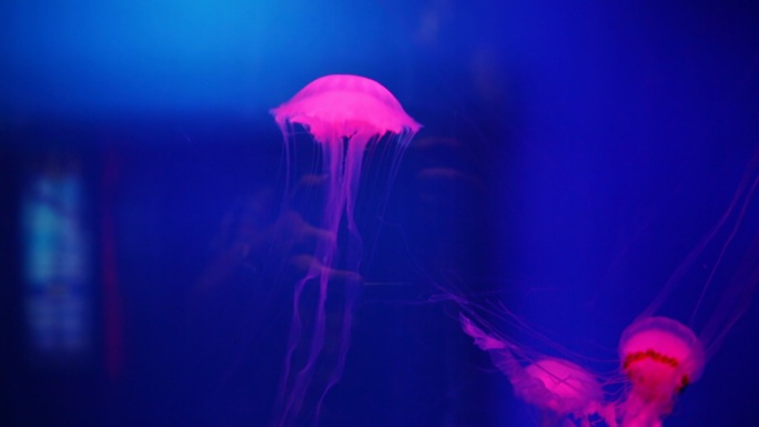 在水族馆购物中心的粉红色水母