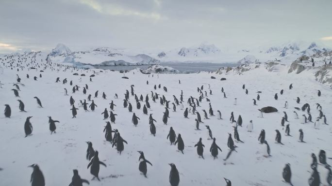 企鹅南极洲