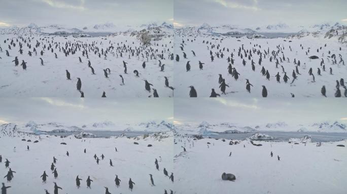 企鹅南极洲