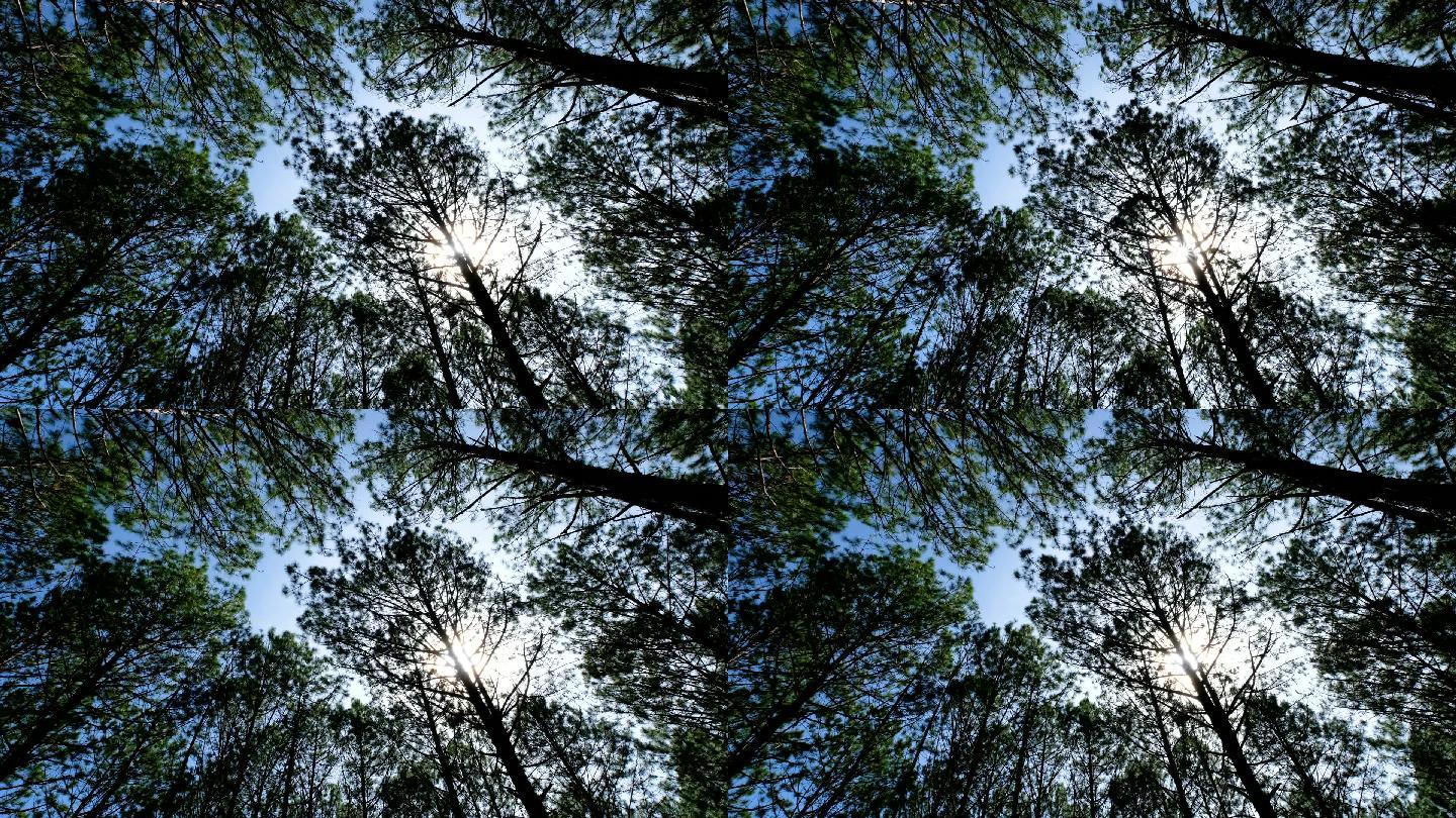 透过森林的树木看蓝天