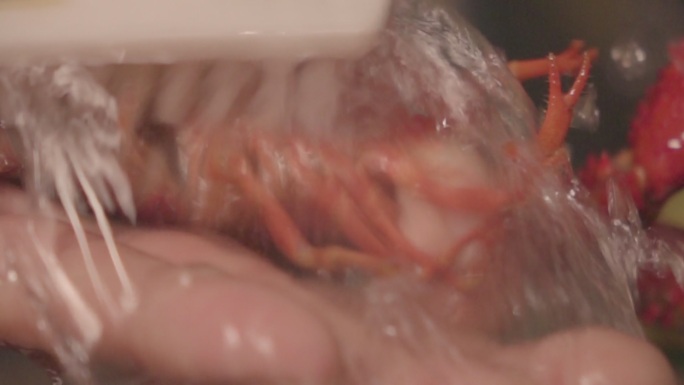 实拍视频 小龙虾3