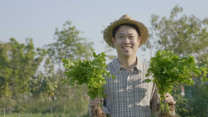 农民在有机农场收获新鲜蔬菜