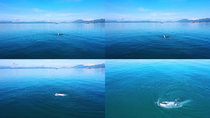 最新航拍深圳大鹏湾鲸鱼小布4K视频素材
