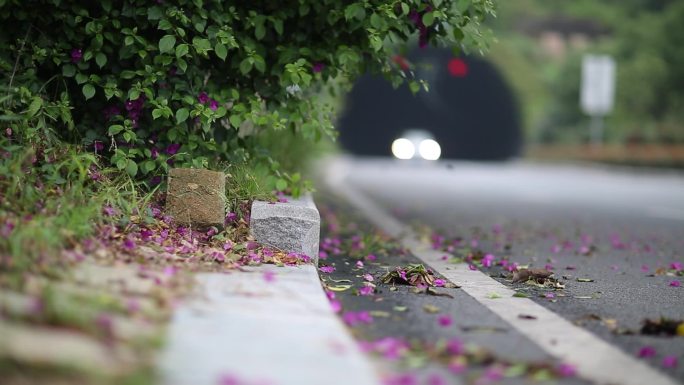 隧道马路落花花瓣