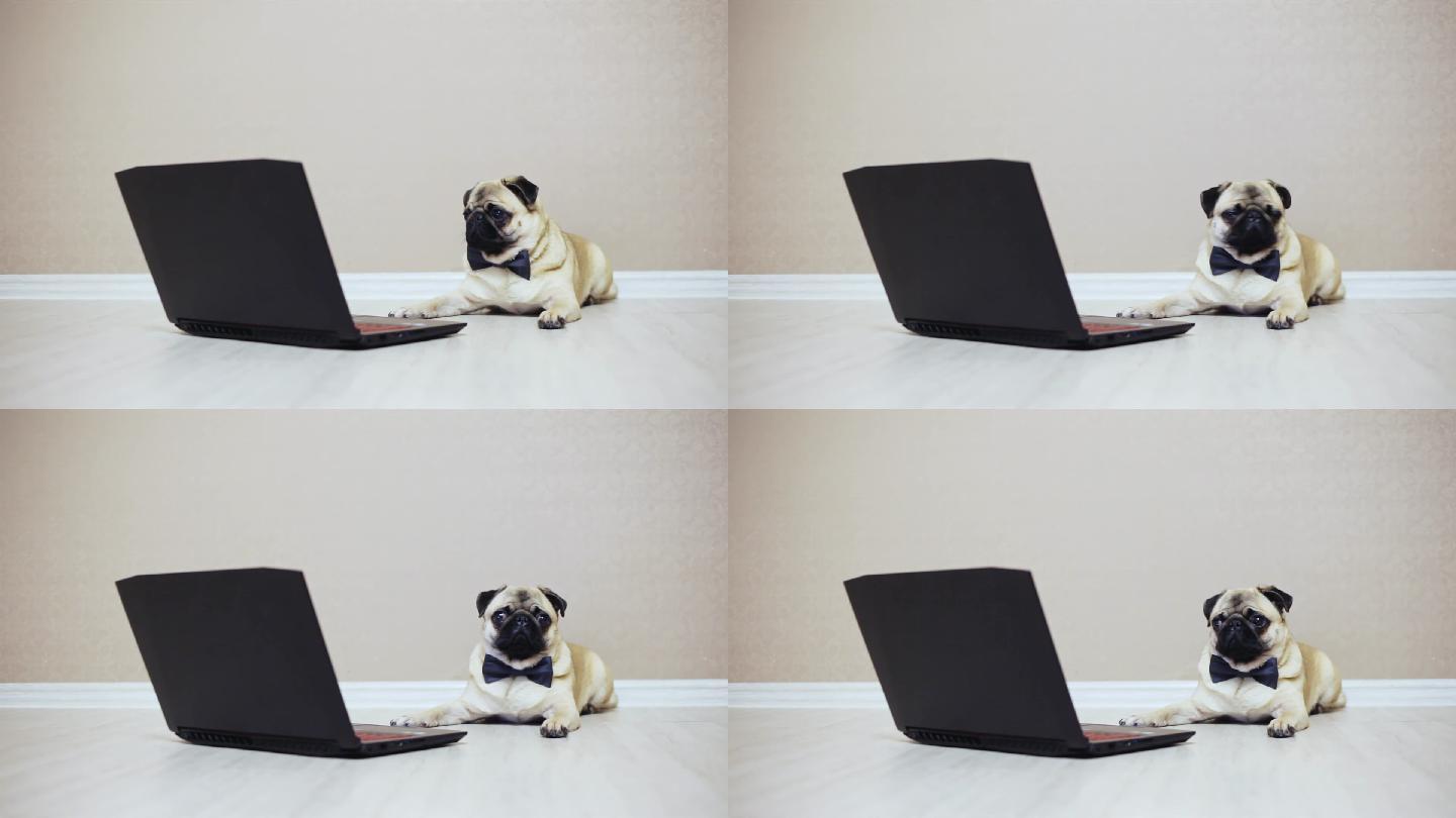 一只可爱的小狗看着一台笔记本电脑的屏幕