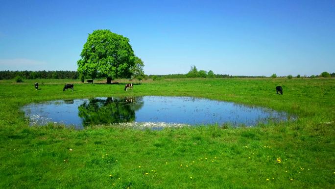 奶牛在池塘边的草地上吃草