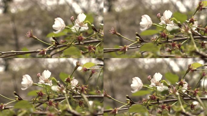 樱花 武汉 早樱 花 武汉樱花