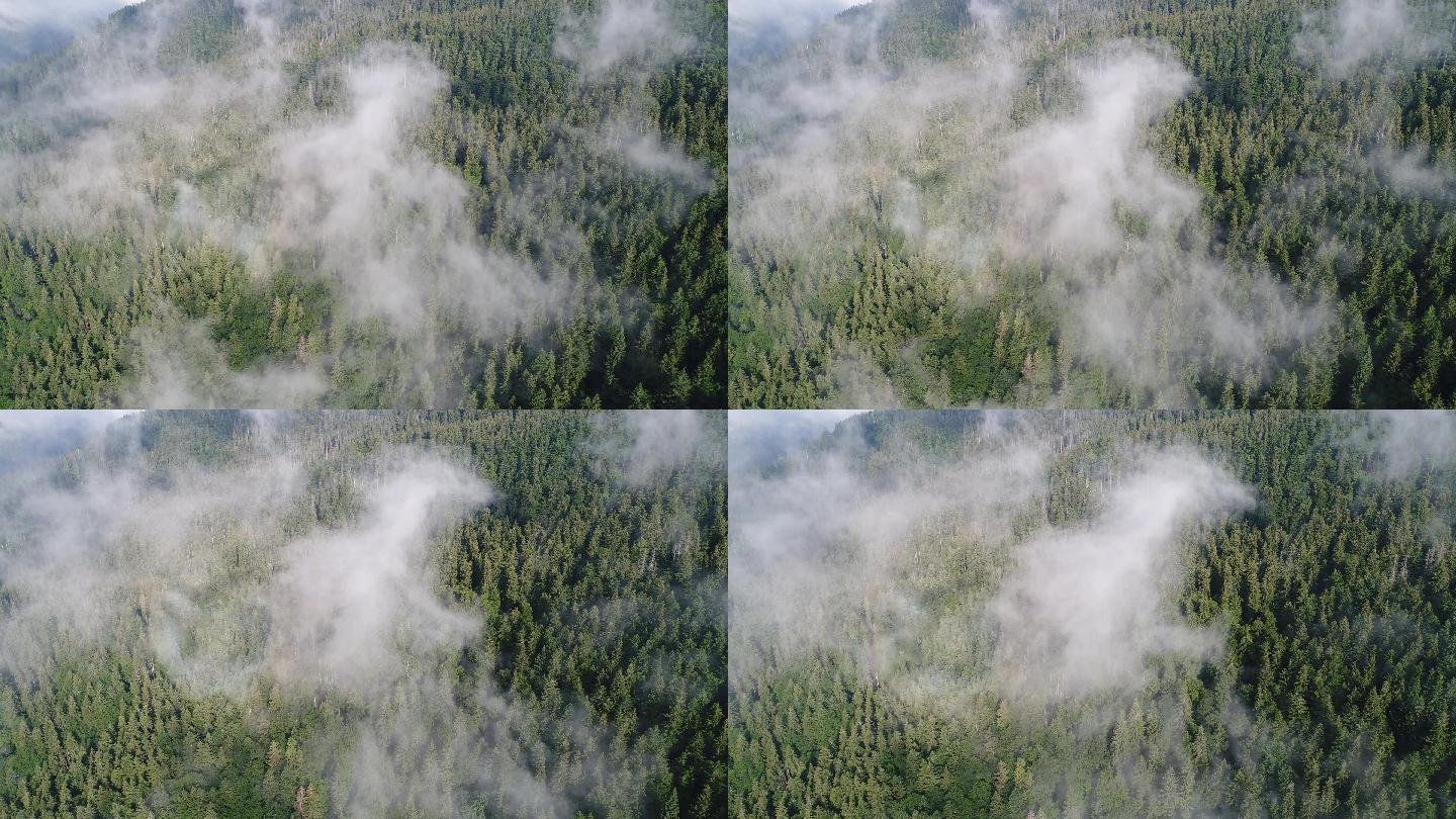 松树林上飘逸的雾气
