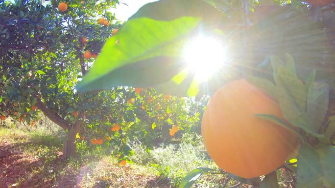 水果种植园中挂在树枝上的橘子
