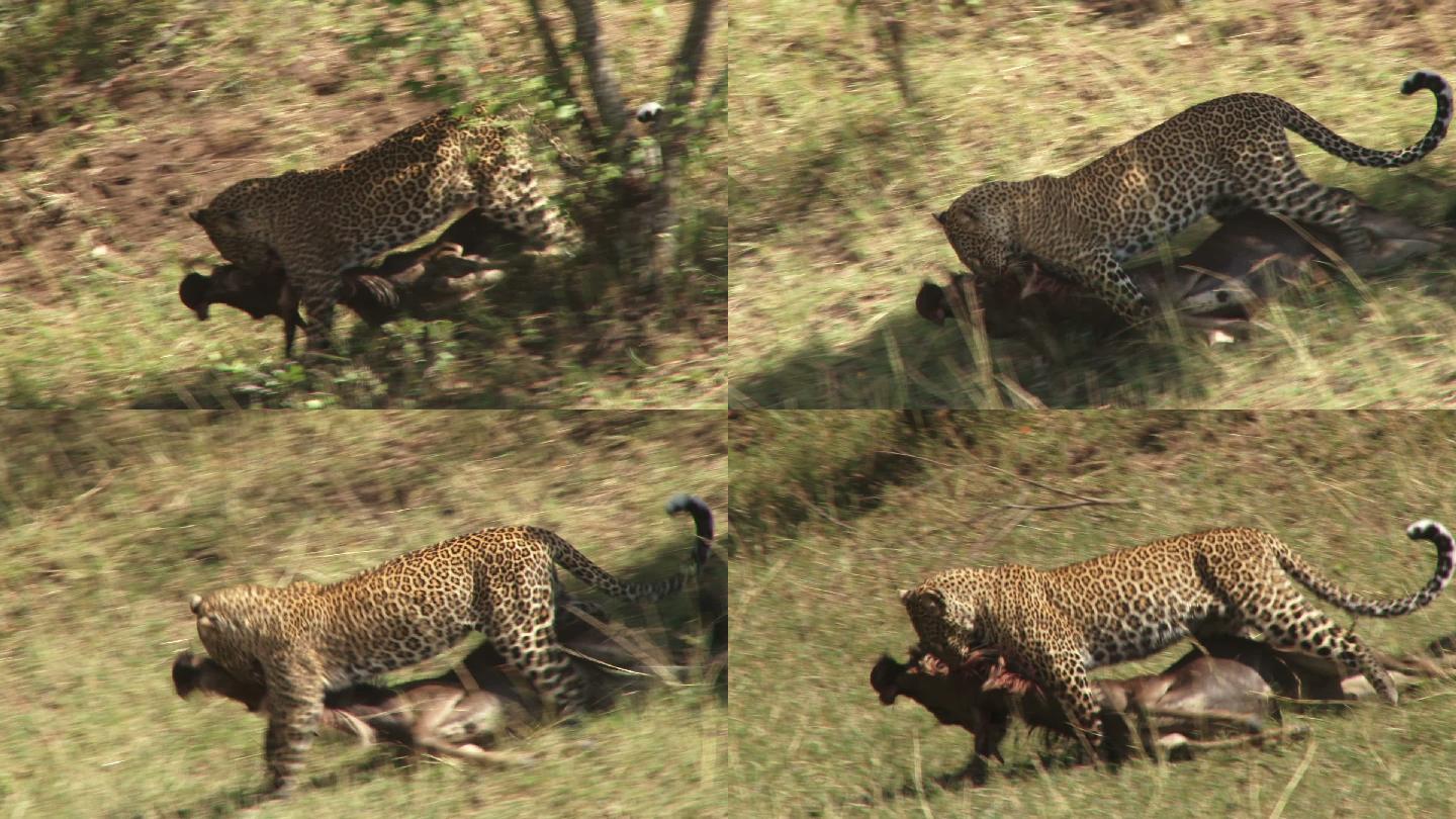 豹子猎食