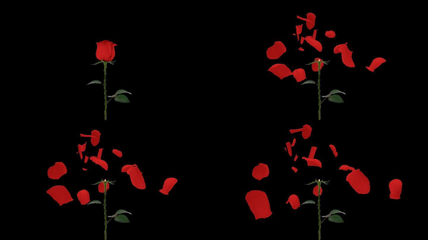 原创红色玫瑰花瓣爆开落下带通道